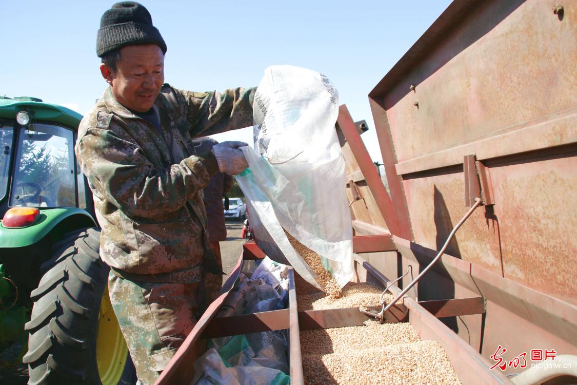 黑龙江垦区春小麦播种忙