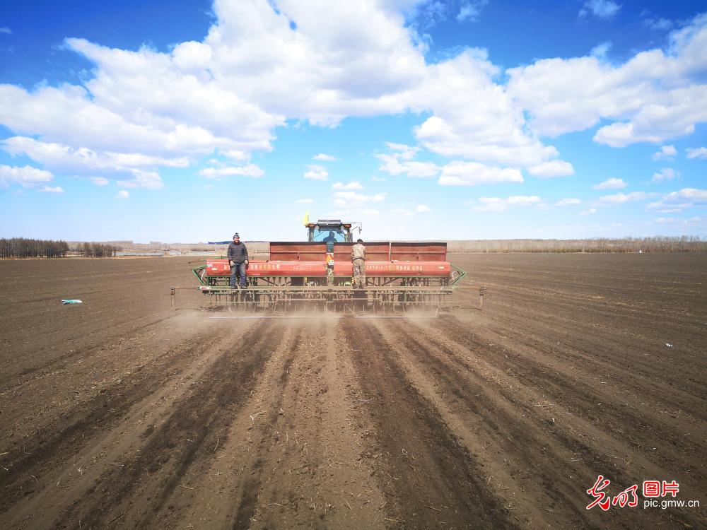 黑龙江垦区春小麦播种忙