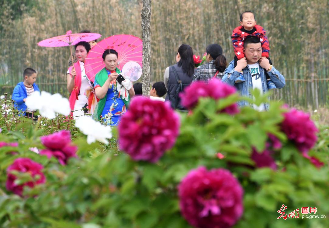 洪泽湖畔牡丹开 万人共享春色美