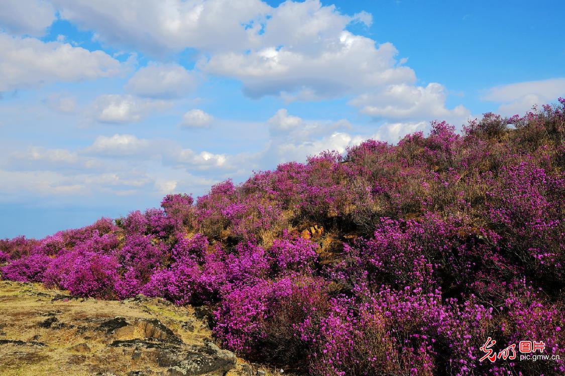 市宁安沙兰镇的火山熔岩台地,学名叫兴安杜鹃俗称鞑子香花迎风怒放,一