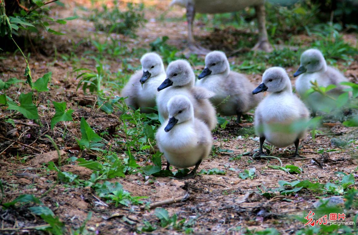 六只白天鹅宝宝萌态十足