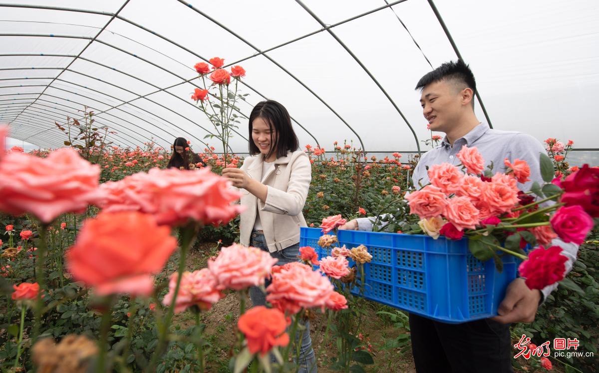温室玫瑰 助农增收