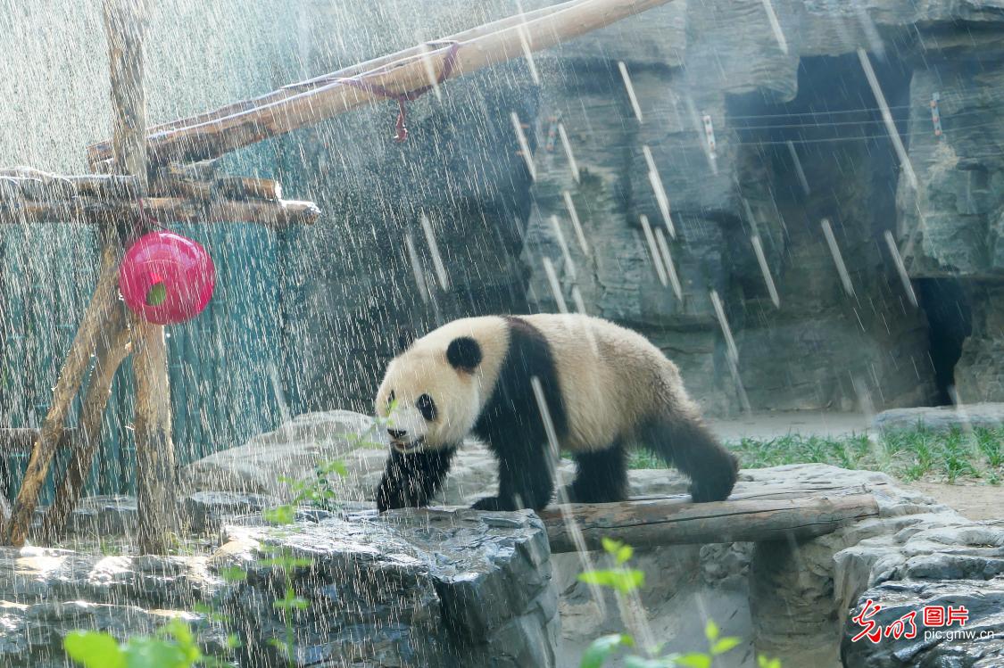 京城高温炙热 大熊猫淋浴降温