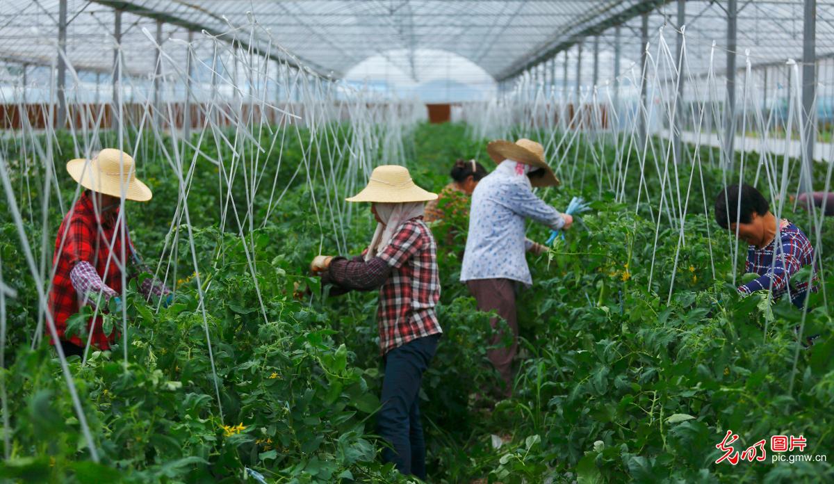 安徽庐江：推进绿色农业产业化