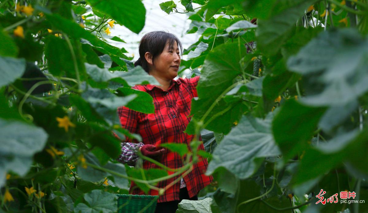 安徽庐江：推进绿色农业产业化