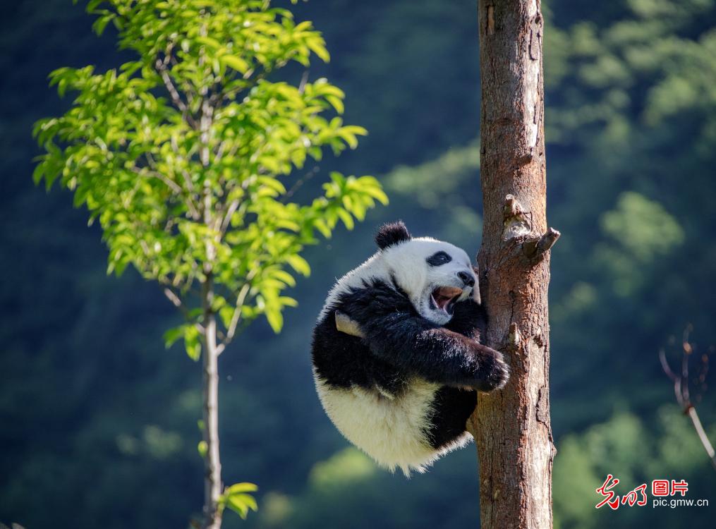 国宝大熊猫萌态十足