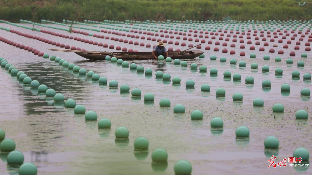 江苏淮安珍珠蚌养殖助力渔民致富