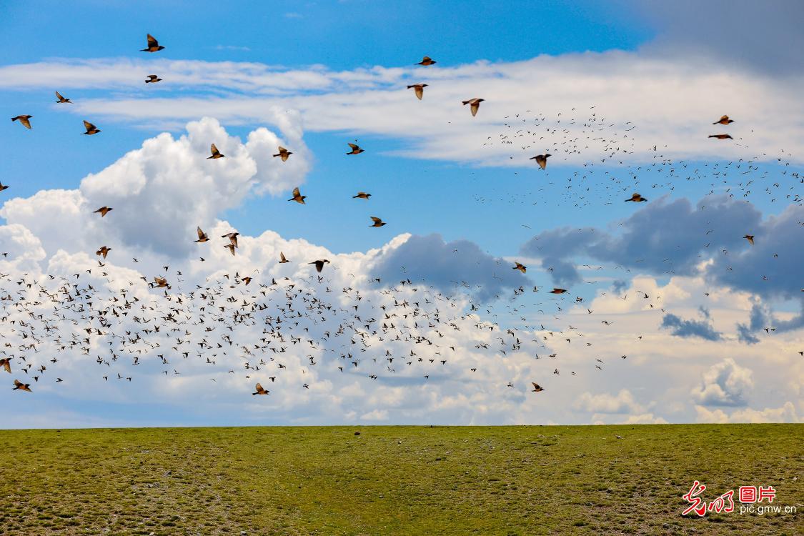 新疆哈密：椋鸟治蝗保护草原生态