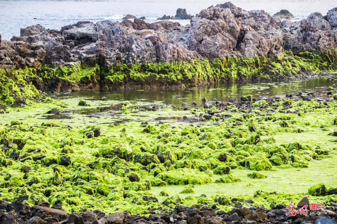 浒苔来袭绿潮翻涌青岛海岸线