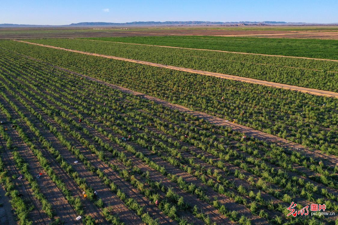 枸杞红了采摘忙