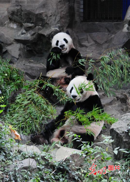 杭州大熊猫兄弟俩迎来五周岁生日