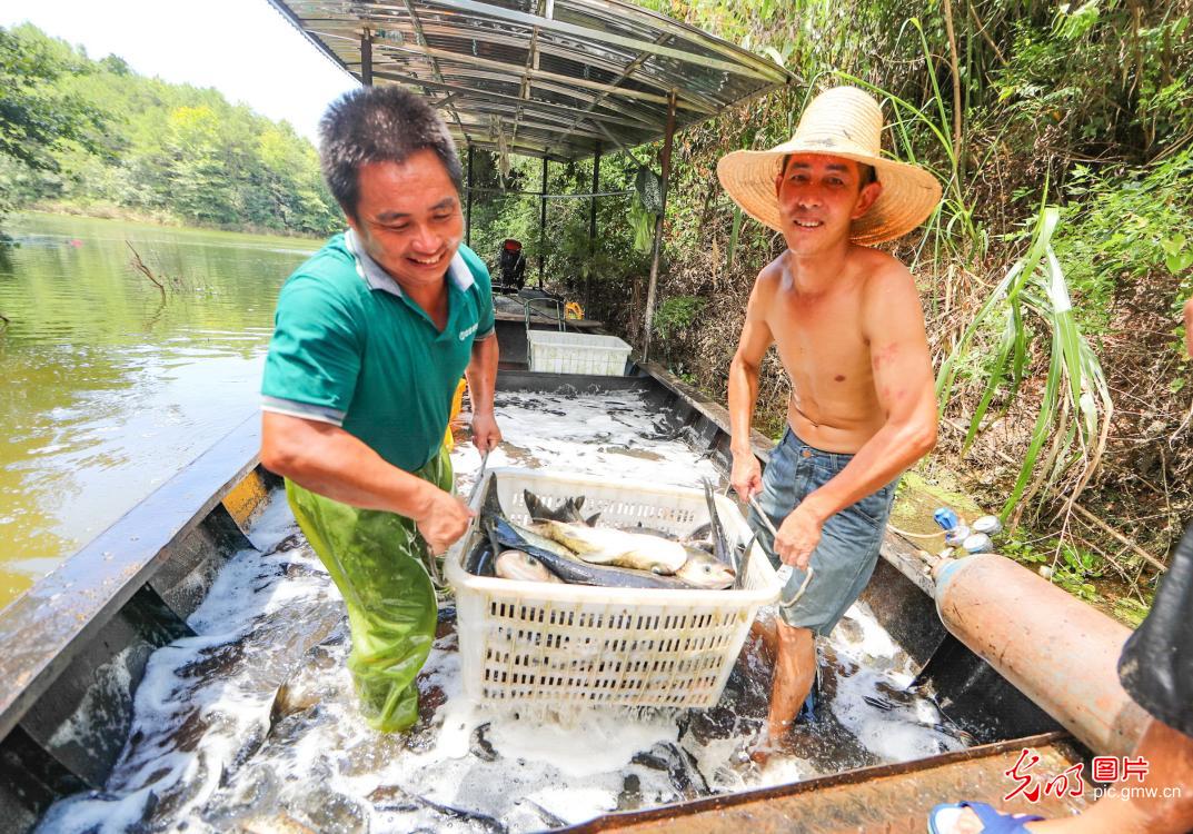江西广昌：生态养殖助增收