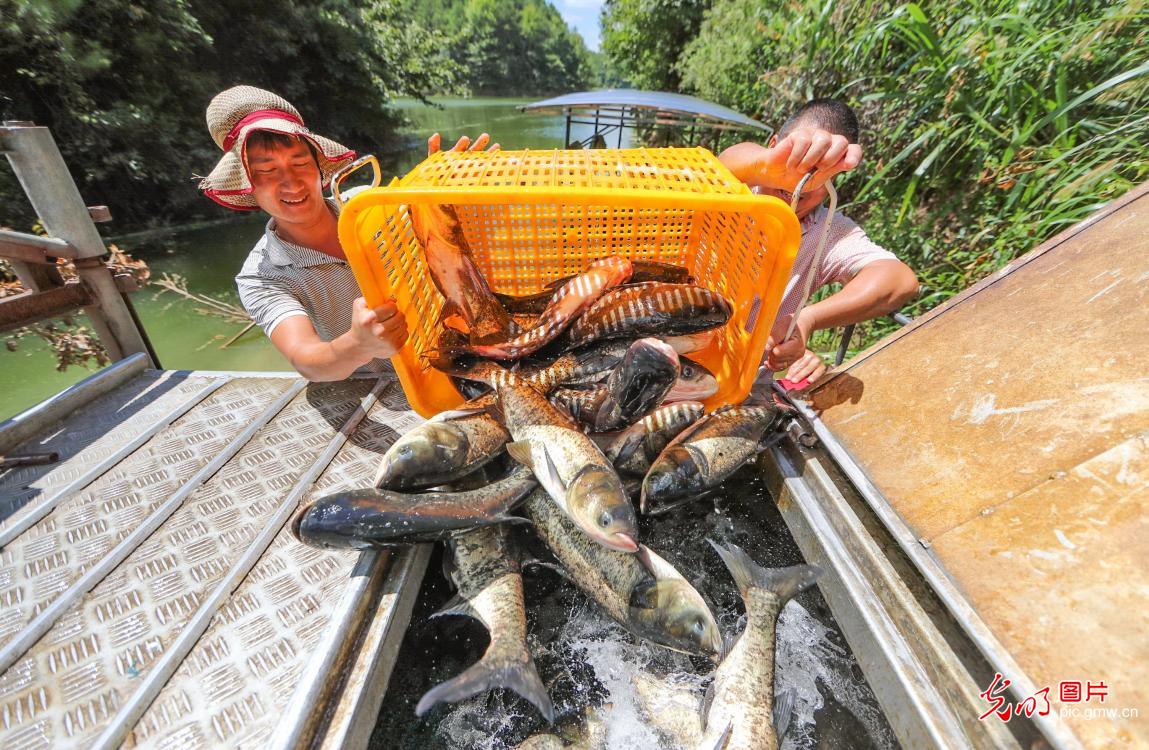 江西广昌：生态养殖助增收