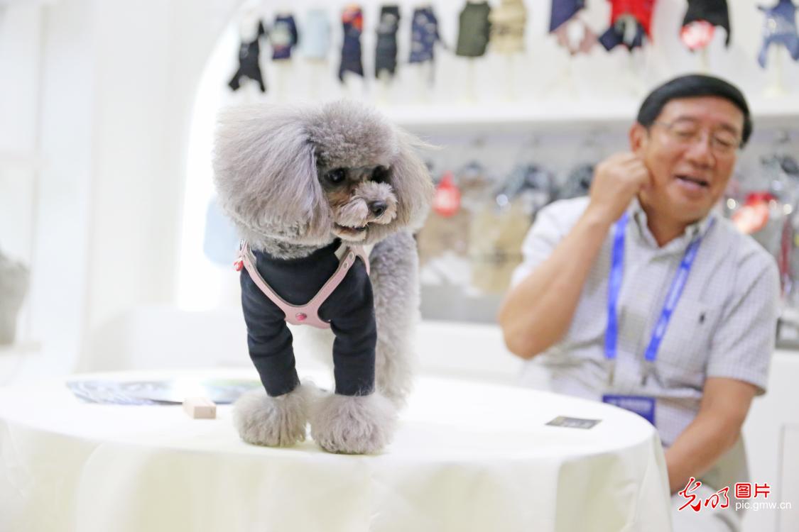2019亚洲宠物展：猫狗萌宠汇聚享受“星级待遇”