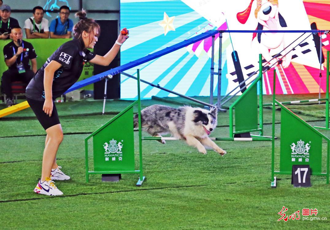 亚洲宠物展“狗狗运动会”开赛