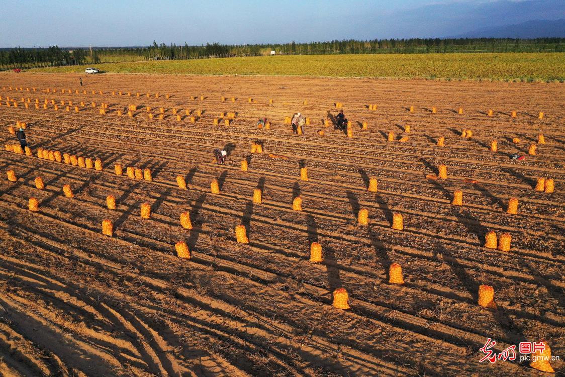 戈壁滩3000亩马铃薯喜获丰收