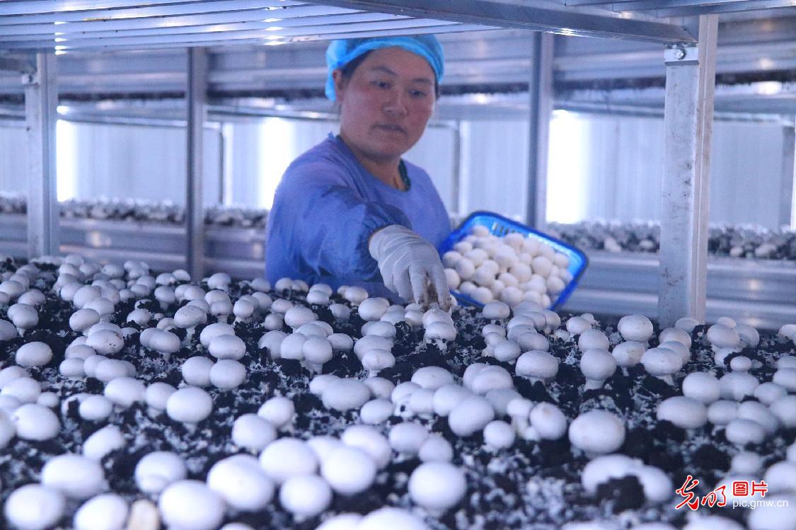 小蘑菇撑起脱贫致富大产业