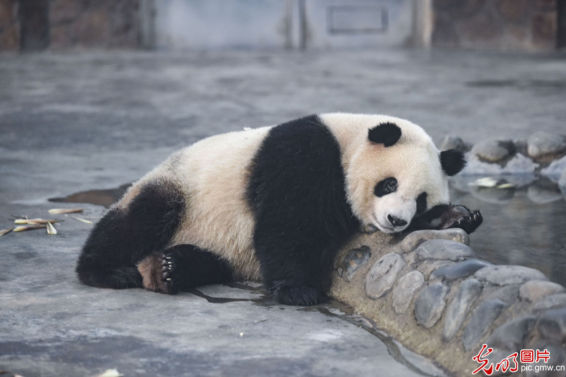 【中国梦•大国工匠篇】熊猫“妈妈”侯蓉：黑白色调里的彩色人生