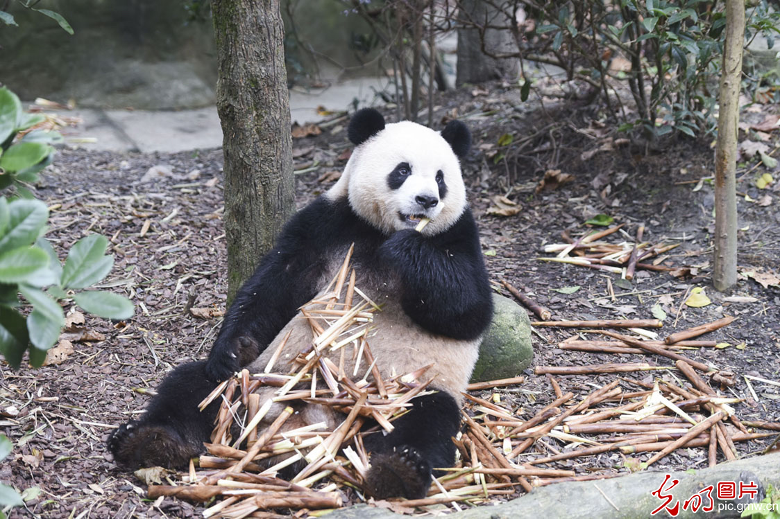 【中国梦•大国工匠篇】熊猫“妈妈”侯蓉：黑白色调里的彩色人生