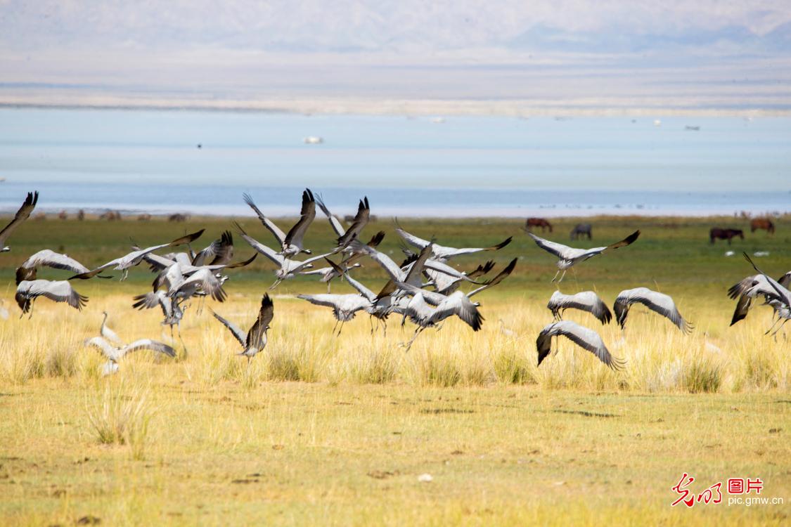 新疆巴里坤湖迎来大批候鸟
