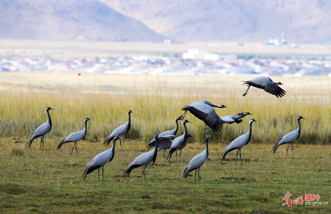新疆巴里坤湖迎来大批候鸟