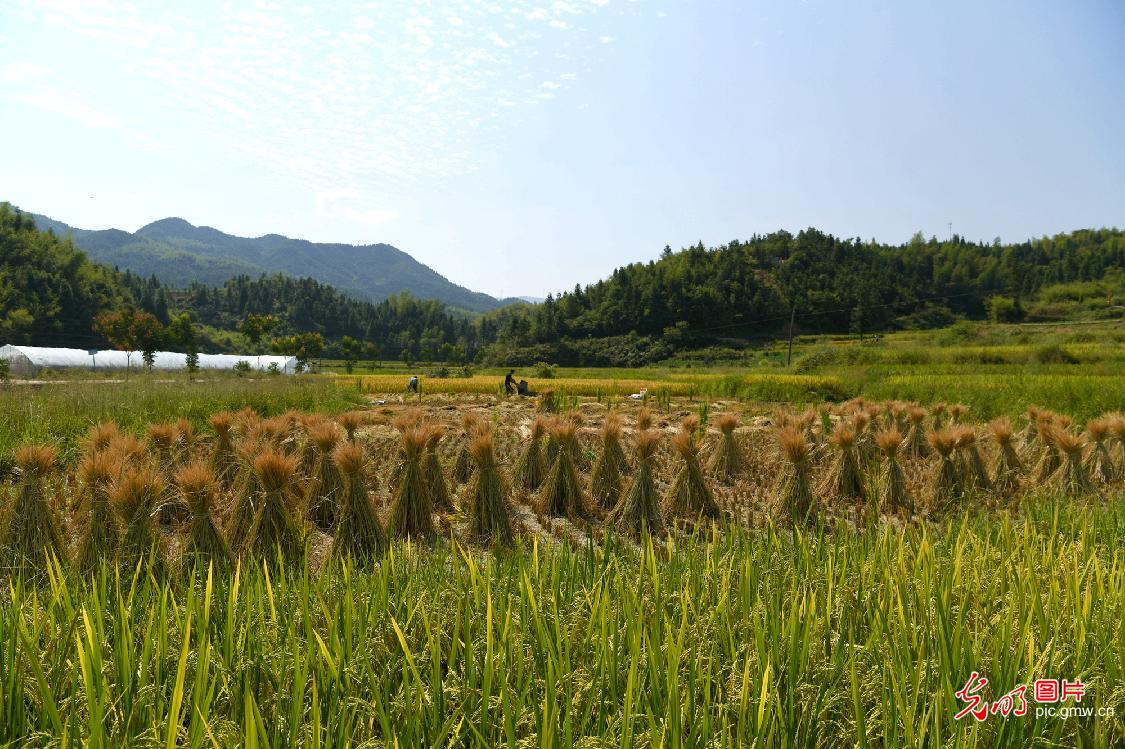 湖北通城：青山绿水稻米香