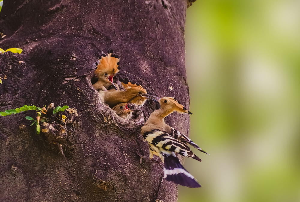 绿色浐灞——灞水润长安