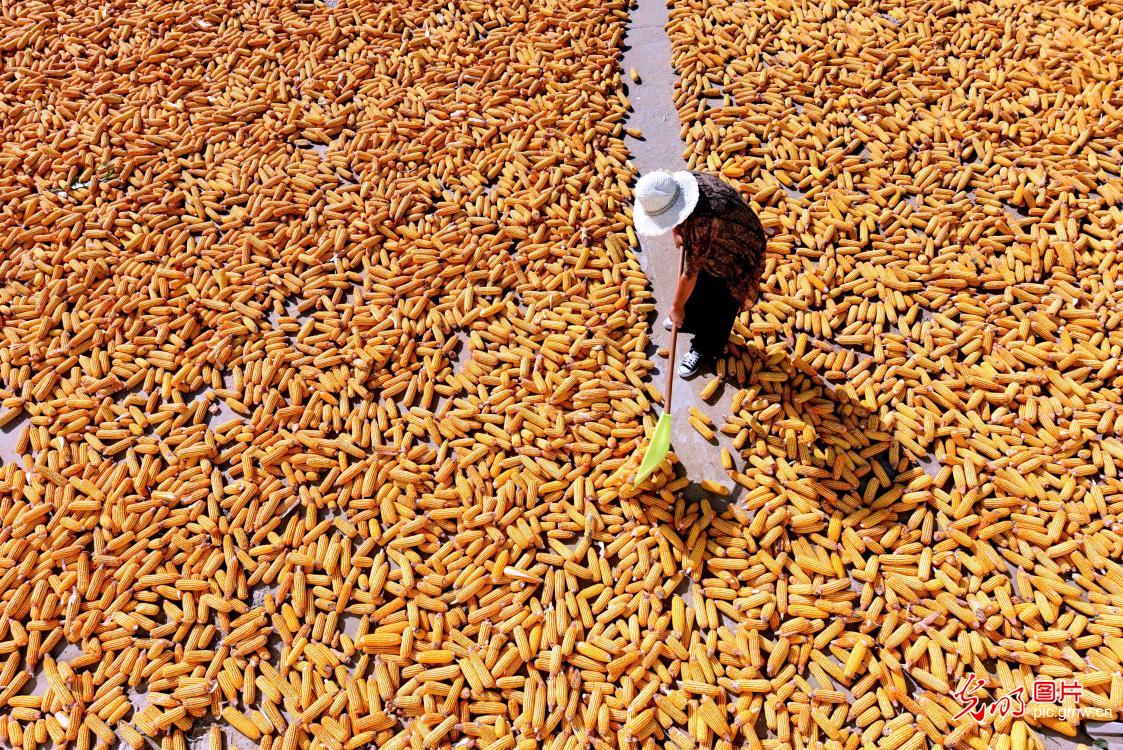 山东郯城：十万亩春玉米喜丰收