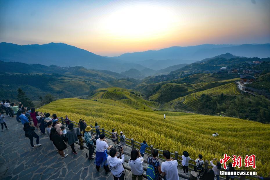 广西金秋龙脊梯田稻谷成熟 吸引众多游客旅游观光