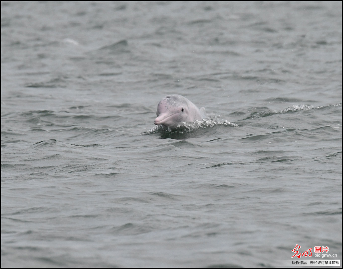 广西钦州三娘湾海域成为中华白海豚的乐园 _光明网