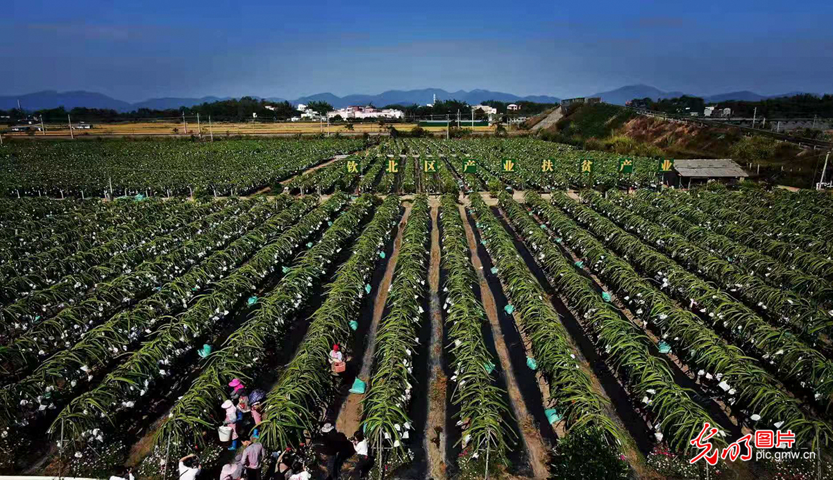 广西钦州:3万余亩火龙果进入采摘期