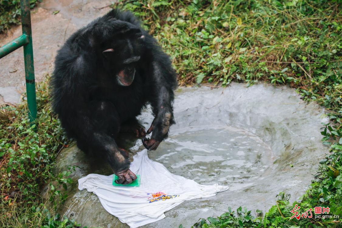 黑猩猩洗衣服 无师自通动作娴熟
