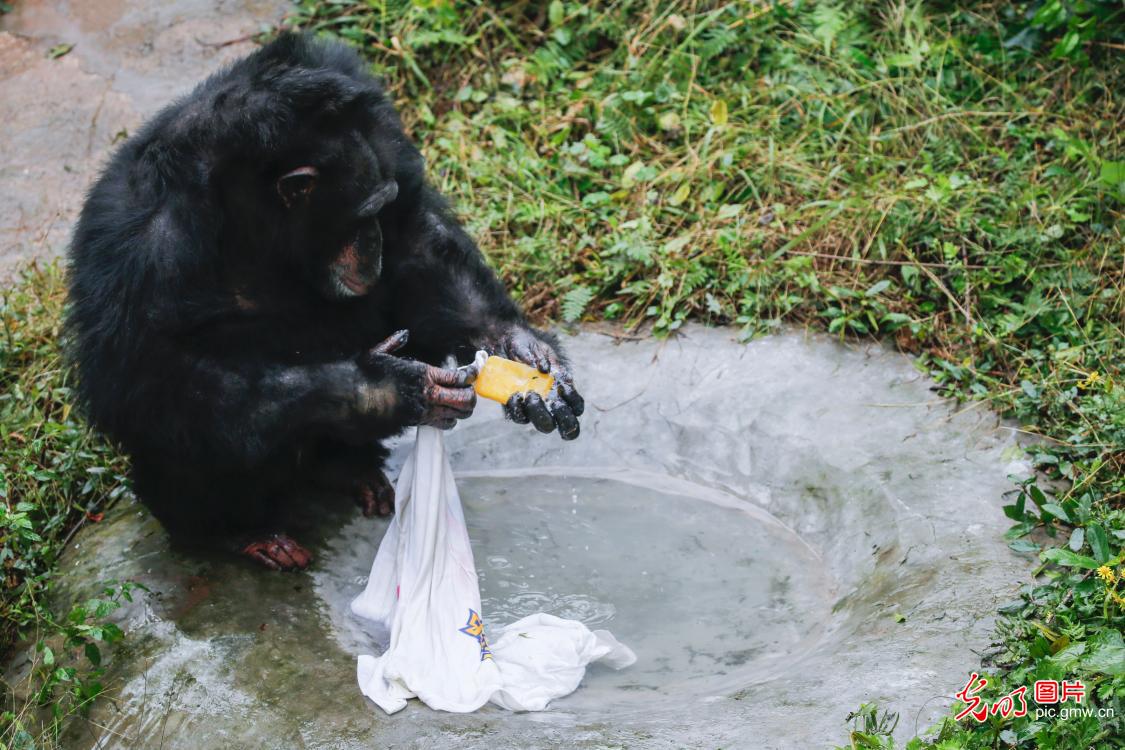 黑猩猩洗衣服 无师自通动作娴熟