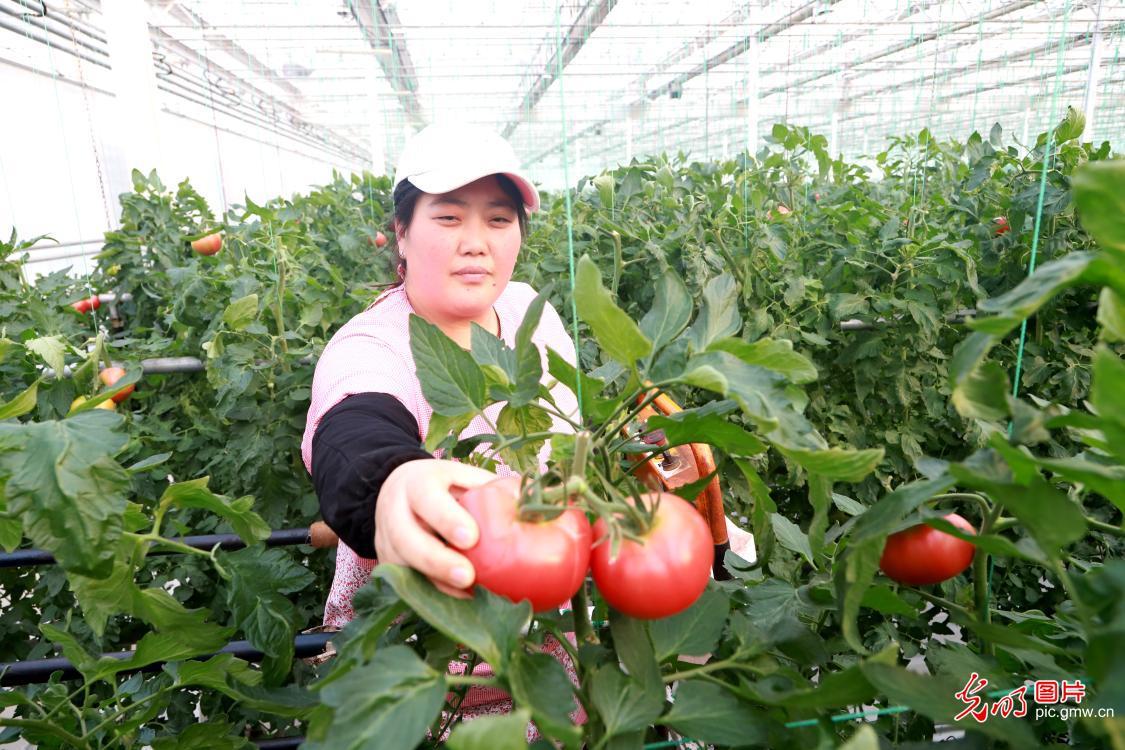 山东青岛：智能农业促发展