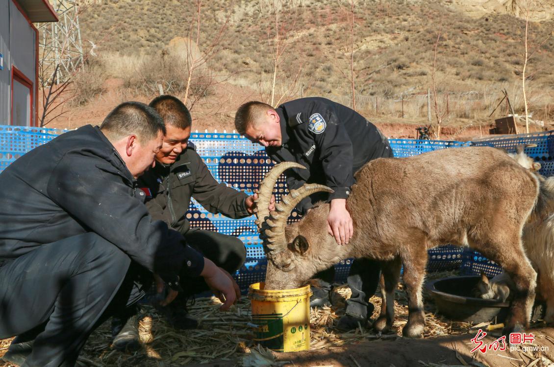 新疆呼图壁：一级国宝北山羊获救