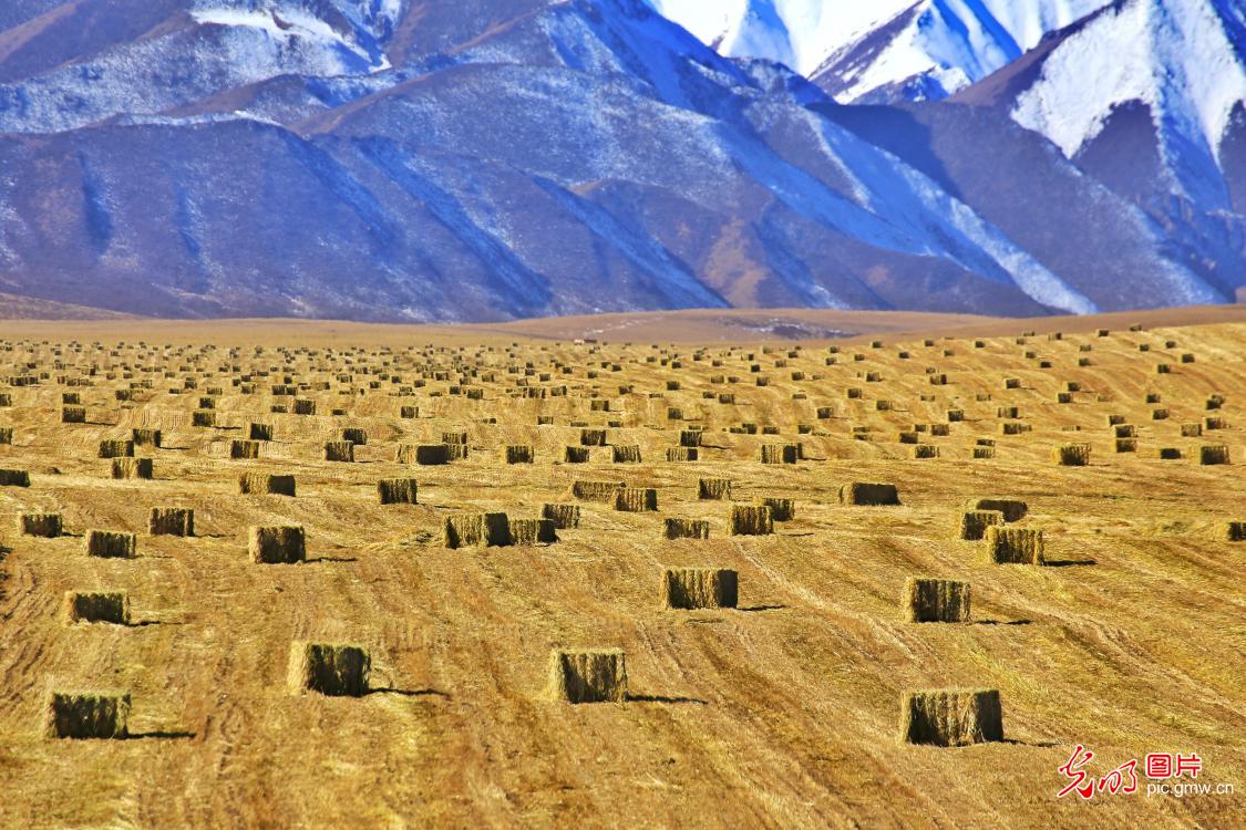 甘肃山丹：21万亩燕麦草收获