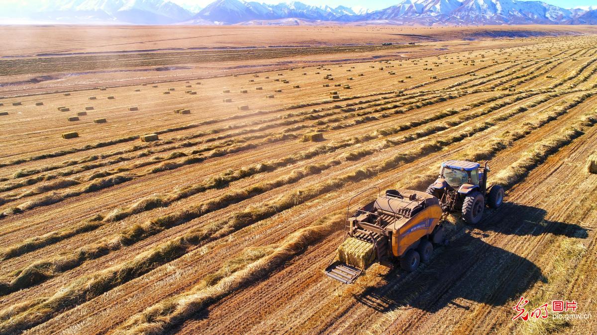 甘肃山丹：21万亩燕麦草收获