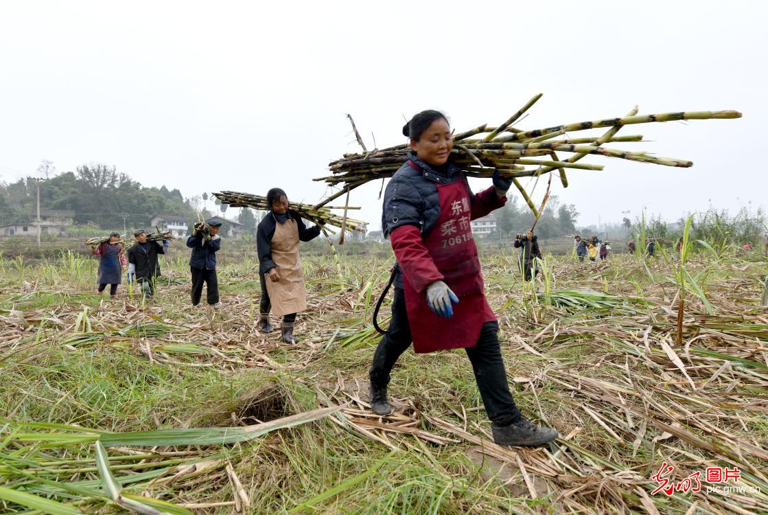 【光明图刊】助农增收奔小康：甘蔗地里“种”出甜蜜生活