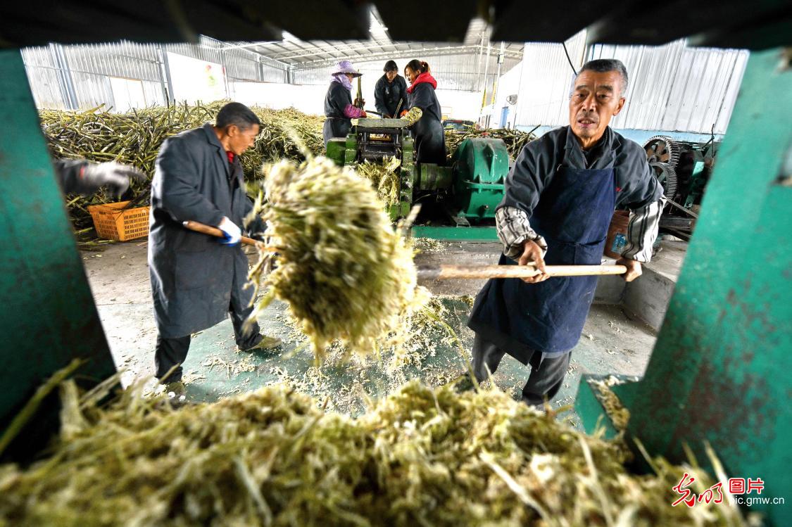 【光明图刊】助农增收奔小康：甘蔗地里“种”出甜蜜生活
