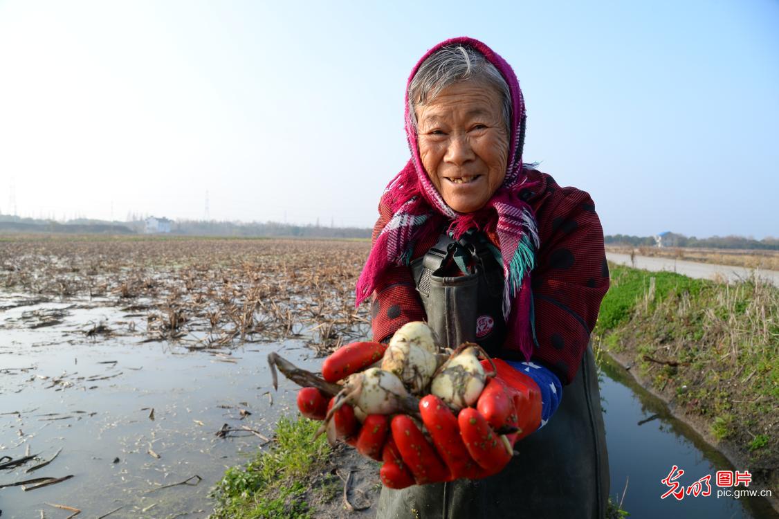 江苏太仓：茨菰采收丰富节日“菜篮子”