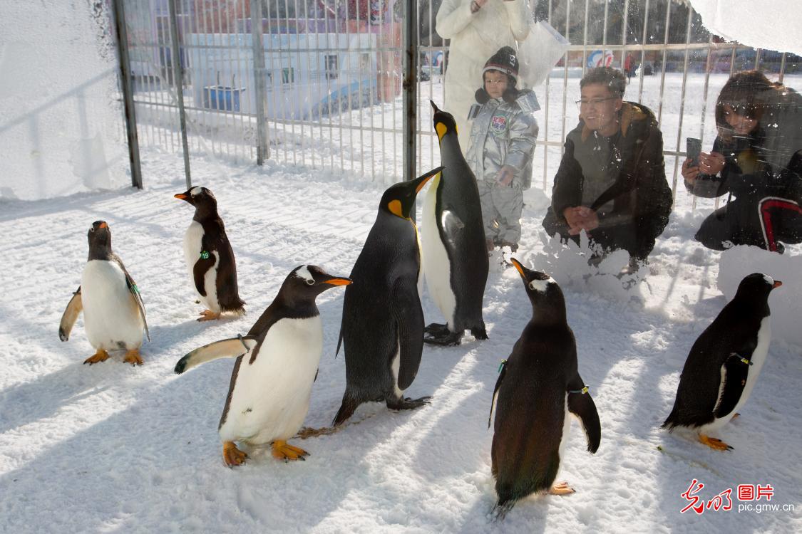 第十届陶然亭冰雪嘉年华开幕