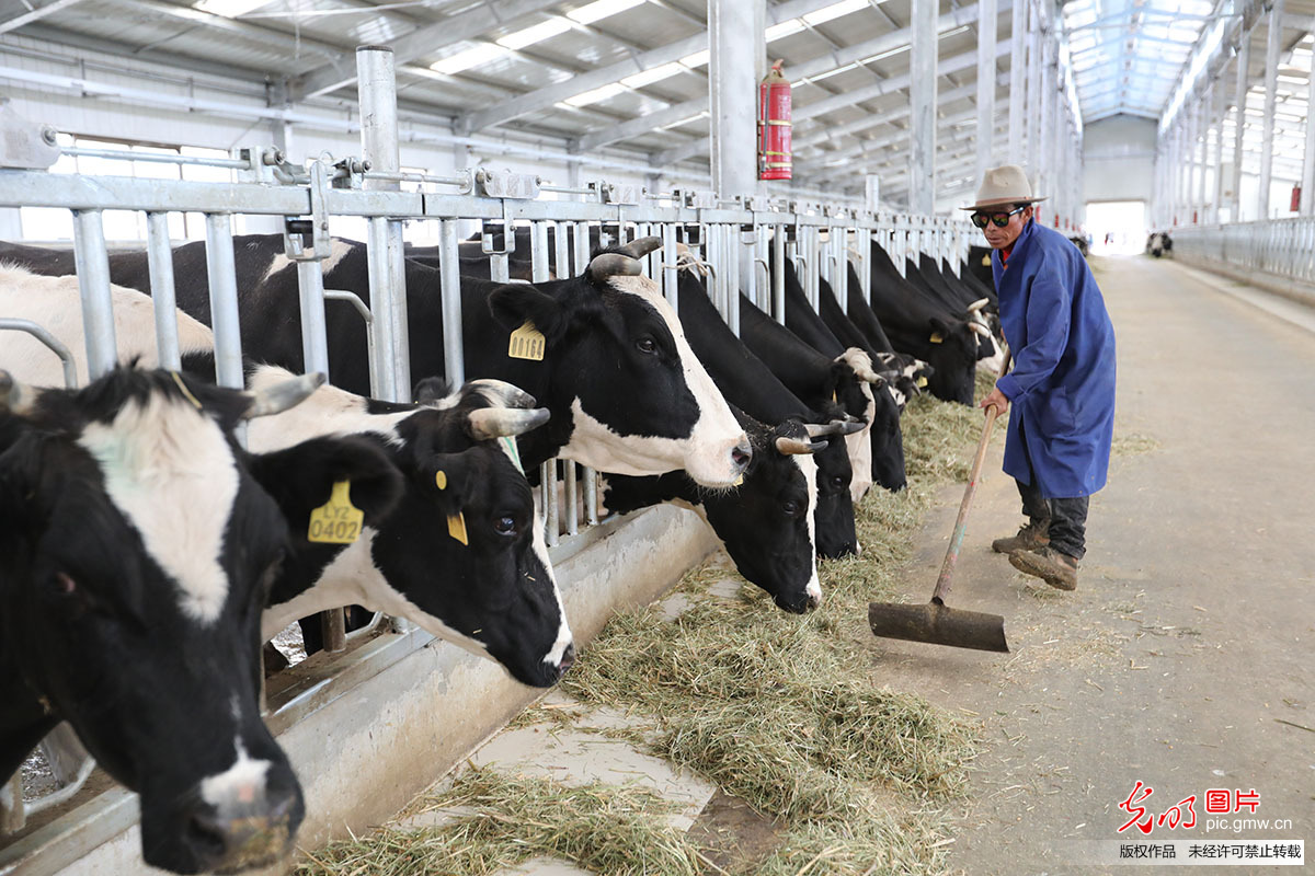 【幸福花开新边疆】小奶牛大产业 隆子县的“养牛大户”