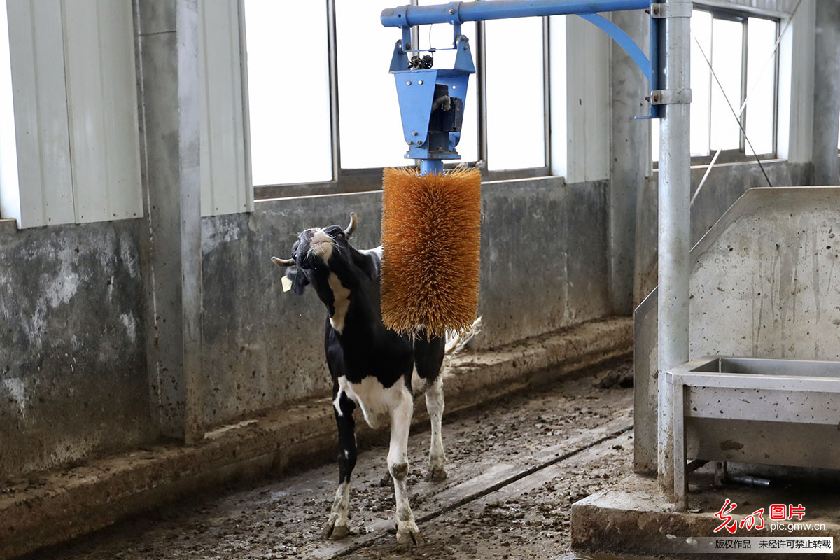 【幸福花开新边疆】小奶牛大产业 隆子县的“养牛大户”