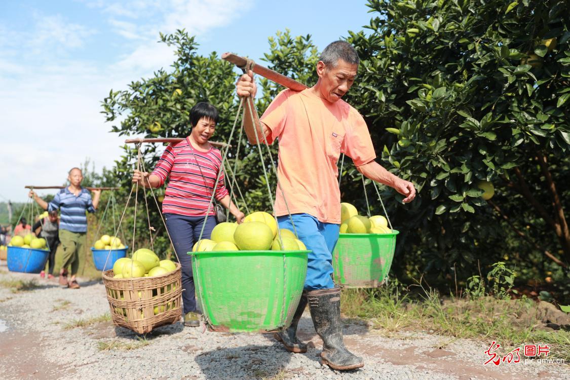 四川纳溪：“柚”香丰收季