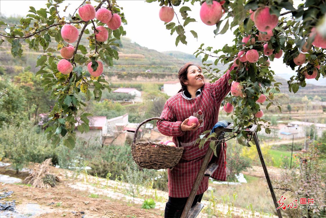 甘肃静宁：小苹果大产业