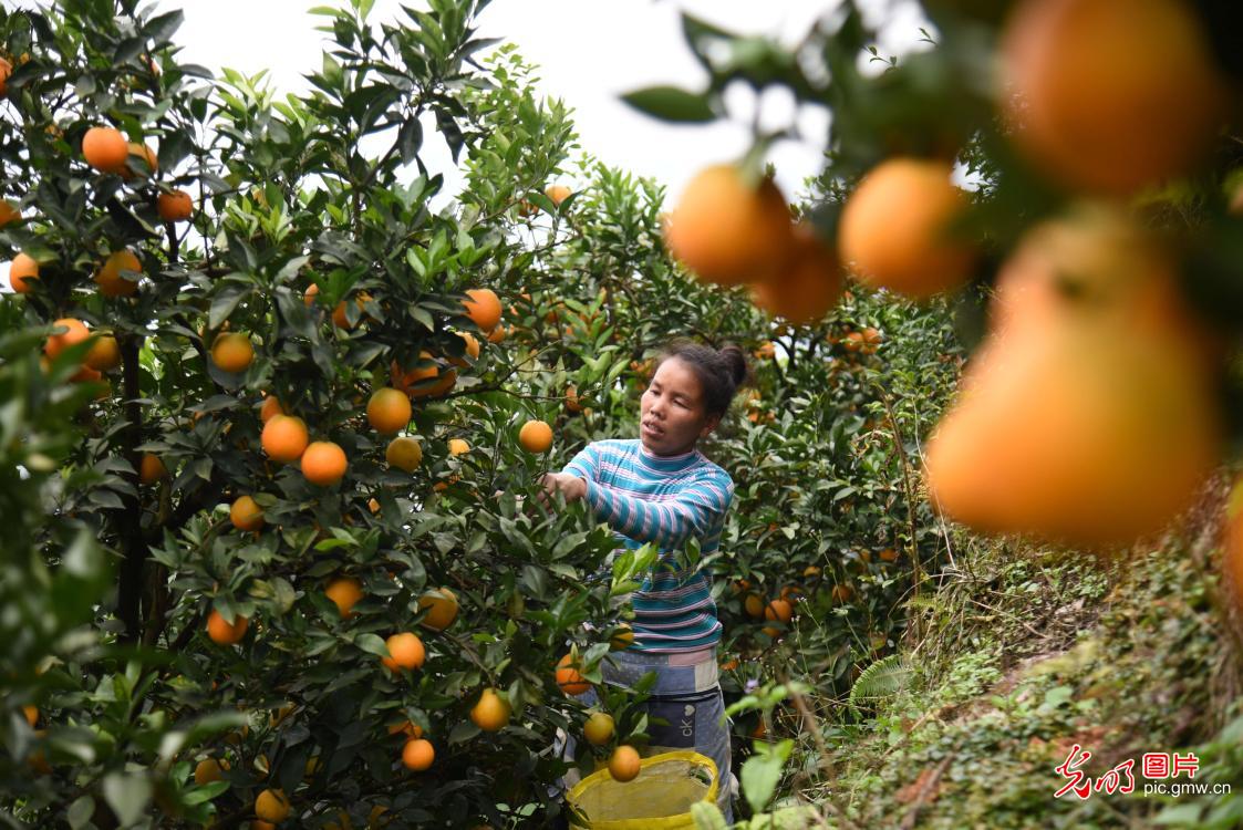 贵州榕江：脐橙丰收上市