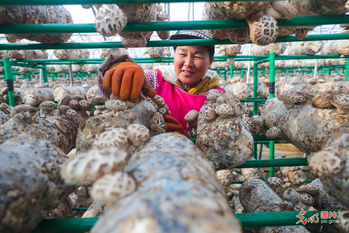 河南光山：小花菇 大产业