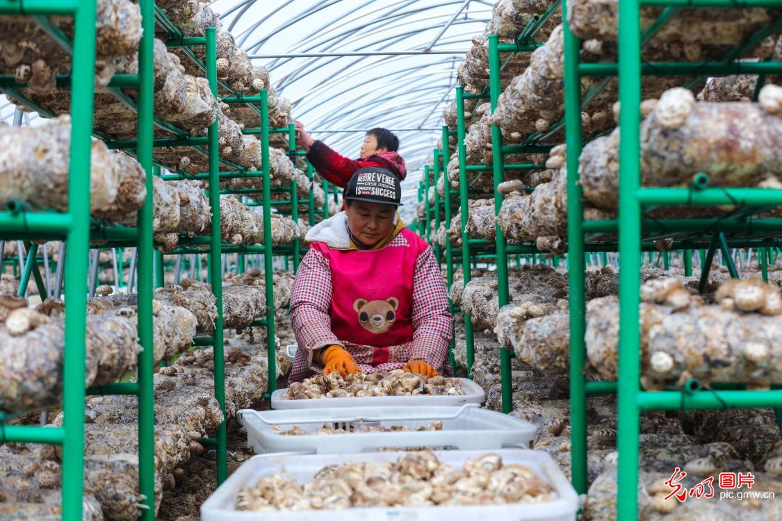 河南光山：小花菇 大产业
