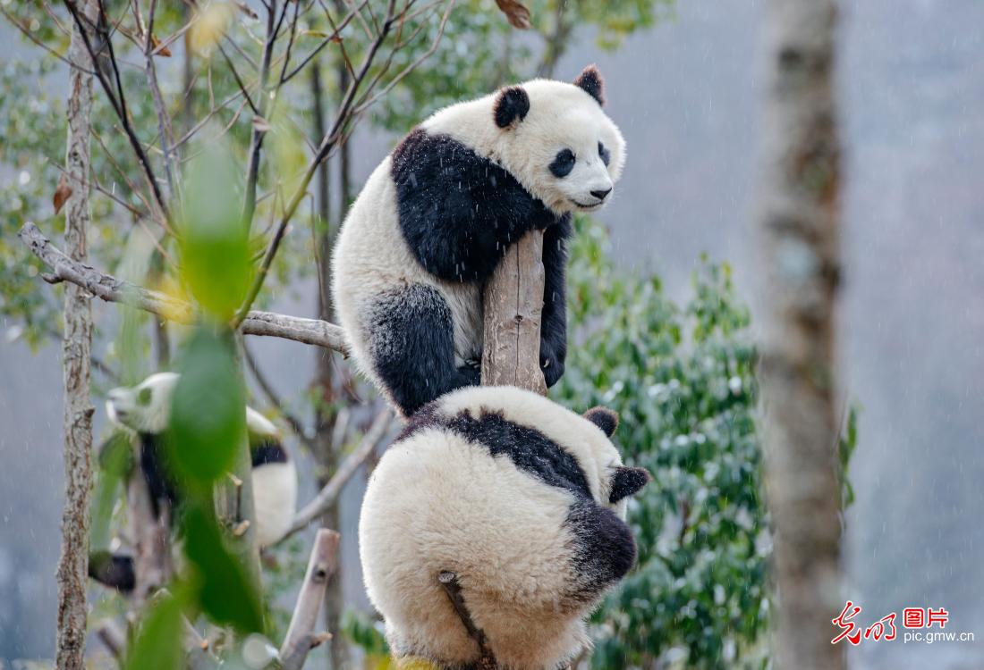 四川卧龙：寒冬腊月熊猫欢