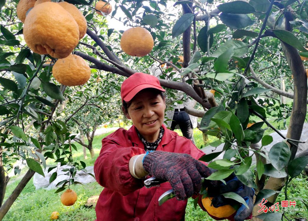 柑橘丰收 果农增收